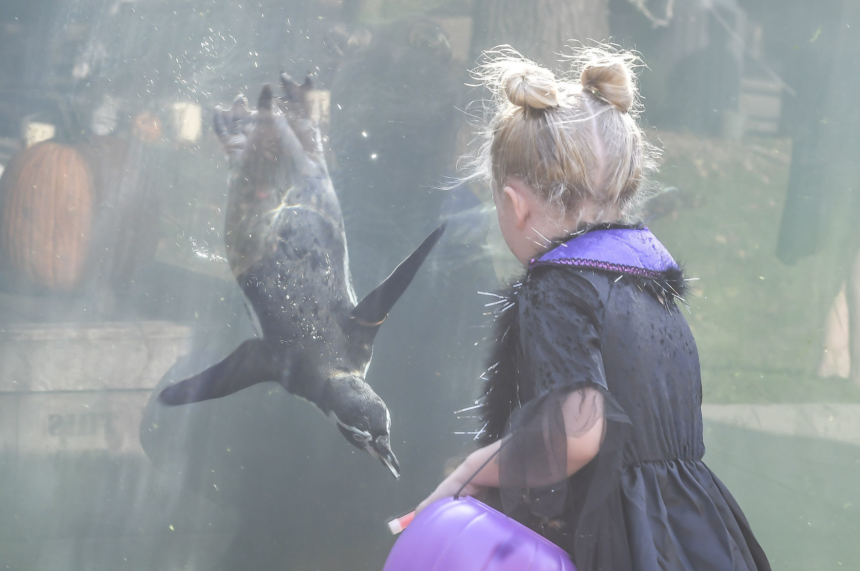 Boo at the Zoo